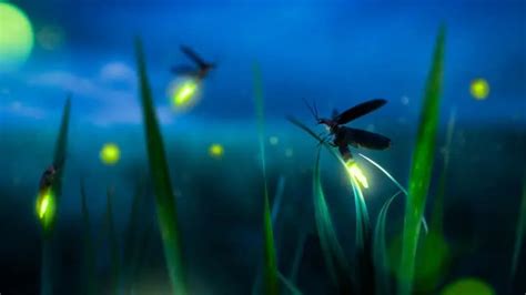 Synthetic firefly's glow lights new path to disease detection