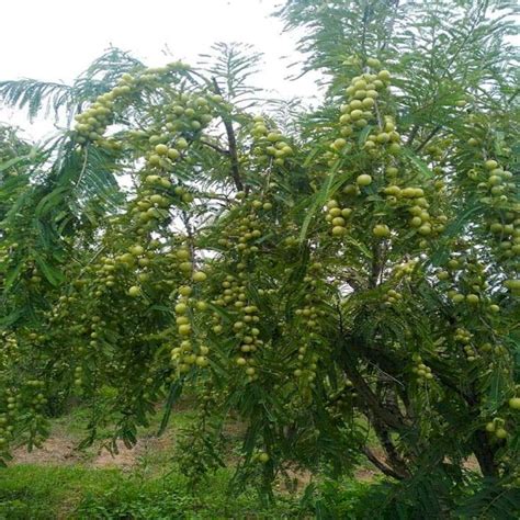 Full Sun Exposure Green Chakaiya Amla Plant For Fruits At Rs 180 Piece