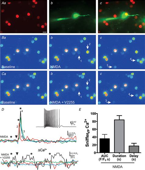 NMDA receptor activation evokes robust somatodendritic release of VP A,... | Download Scientific ...