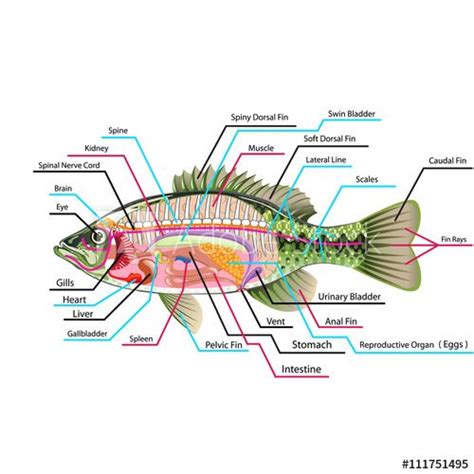 Fish Internal Organs Vector Art Diagram Anatomy With Labels Fish