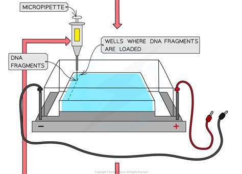 Cie A Level Biology Gel Electrophoresis