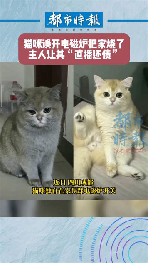 猫咪把家烧了如今直播还债 猫 新浪新闻