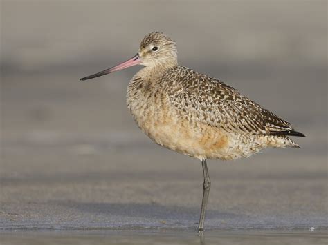 Marbled Godwit Limosa Fedoa Birds Of The World