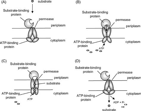 Illustration Of A General Atp Binding Cassette Abc Transporter In