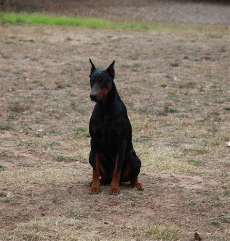 Usa: Black & Tan Male Doberman - Von Liston Dobermanns