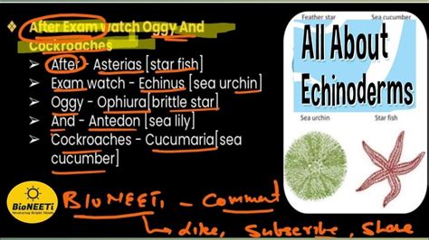 Echinodermata With Tricks Neet Biology Animal Kingdom Ncert Word To