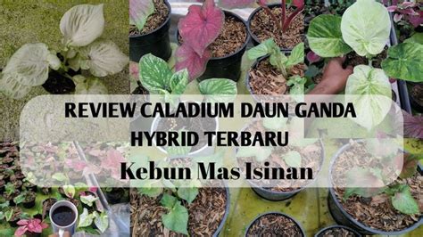 Review Caladium Hybrid Daun Ganda Tanaman Hias Keladi Daun Ganda Hybrid