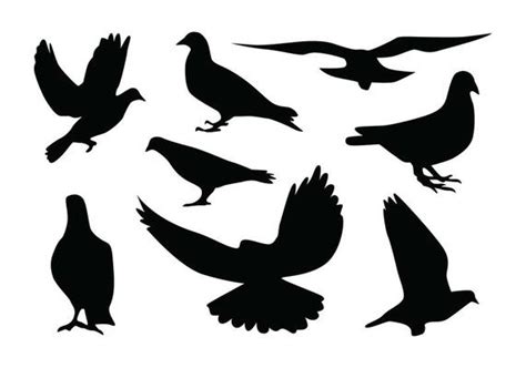 Pigeon Vector Art Icons And Graphics For Free Download