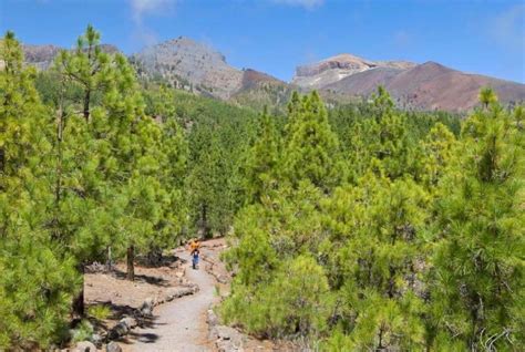 El Fuego Desangra La Corona Forestal De Tenerife El Mayor Espacio