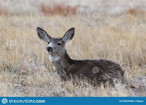 Colorado Wildlife Wild Deer On The High Plains Of Colorado Mule Deer