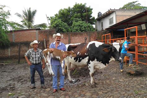 La Ganader A S Mbolo De Fortaleza Del Campo Mexicano Servicio De