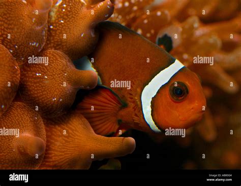 orange clownfish, clown anemonefish (Amphiprion percula), symbiosis with sea anemone Stock Photo ...