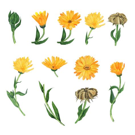 1 100 Marigold Flower Watercolor Stock Illustrations Royalty Free