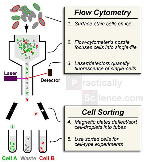 Pin on Biological Methods