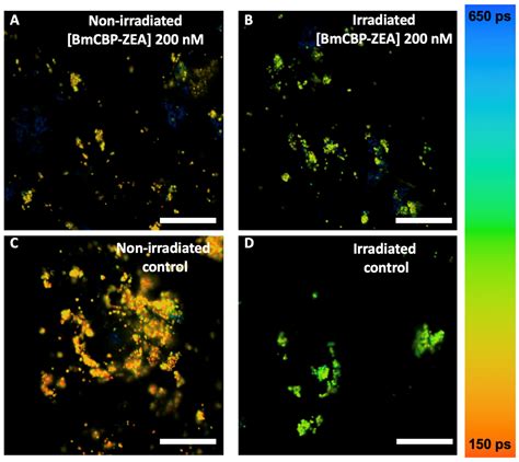 Antioxidants Free Full Text Protein Mediated Carotenoid Delivery