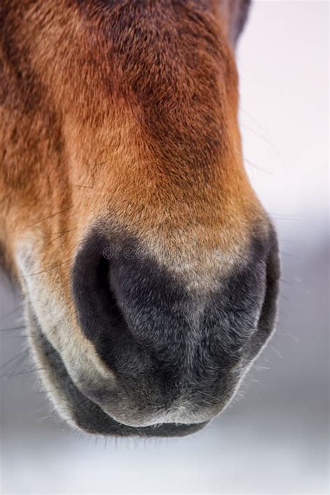 The Nose Of A Red Arabian Breed Horse Is Very Close Up At A Stable In