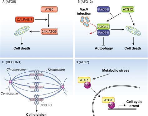 Hidden Behind Autophagy The Unconventional Roles Of Atg Proteins