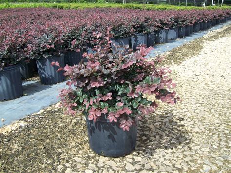 Gallery - Lloyd Nursery