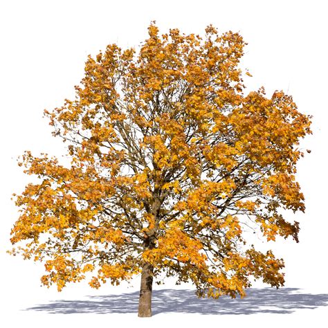 Cut Out Big Maple With Yellow Autumn Leaves Cut Out Trees And Plants