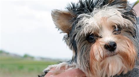 Un Perro Con Un Corte De Pelo Negro En Las Orejas Foto Premium