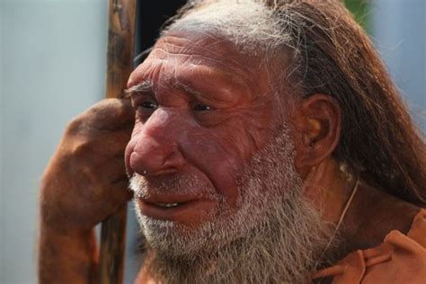 How Much Neandertal Dna Do Today S African Peoples Have