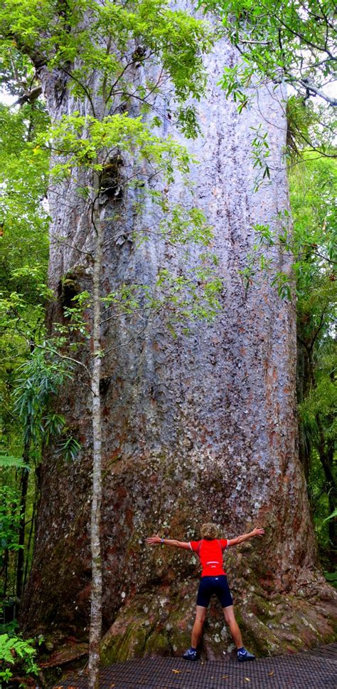 Tane Mahuta A Kauri Tree North Island New Zealand Kauri Tree Old