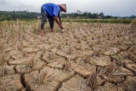 Fenomena El Nino Kekeringan Hingga Gagal Panen Melanda Indonesia