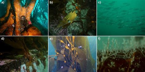 Supporting Services Of Kelp Forests Along The Humboldt Current System