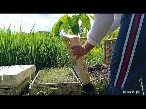 Grow Seeds In Styrofoam Box Magpatubo Ng Buto Buhay Probinsya Youtube