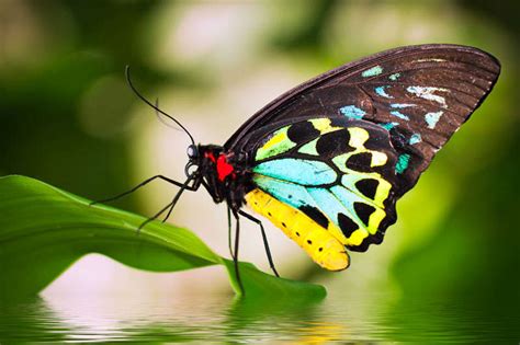 Things to Do Kuranda - Australian Butterfly Sanctuary