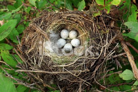 Bird Nest With Eggs Stock Photos - FreeImages.com