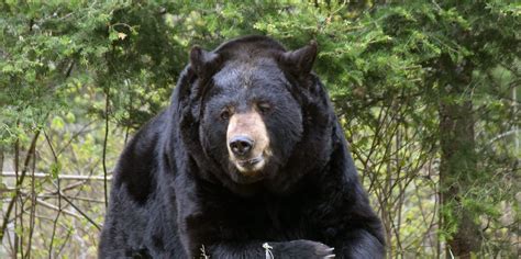 Bears Remembered - North American Bear Center