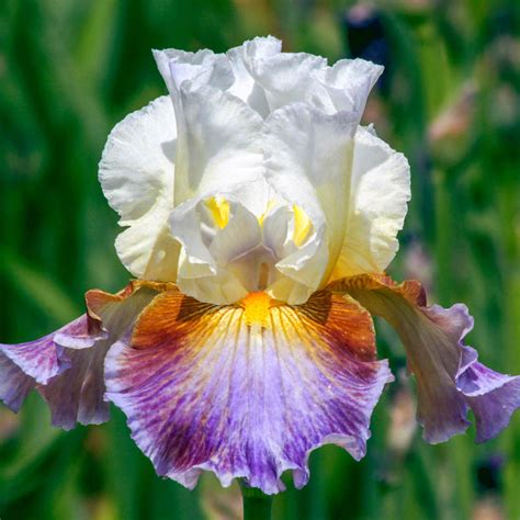 Get Back Reblooming Bearded Iris Brecks Premium Bulbs