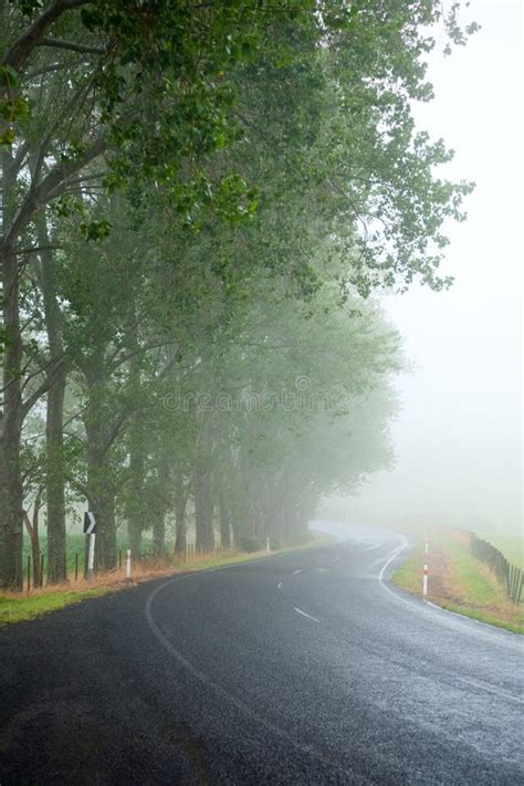 危险路 库存图片 图片 包括有 树干 场面 有雾 道路 有薄雾 神秘主义者 奥秘 没人 风险 22390781