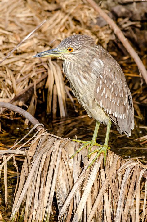 Juvenile Black Crowned Night Heron Photograph By Debra Martz Fine Art