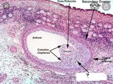 Ovary Histology Follicles