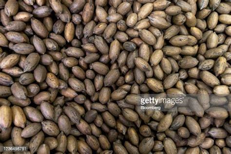 177 Pecan Orchard Stock Photos, High-Res Pictures, and Images - Getty ...