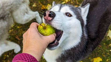 My Dogs Go Crazy for Apples in Our Backyard! - YouTube