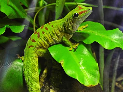 Descubre Las Incre Bles Caracter Sticas F Sicas De Los Geckos De