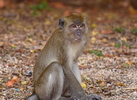 premium photo  world monkey