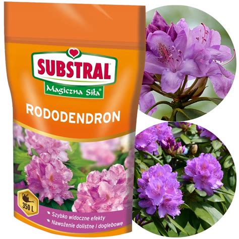 Naw Z Rododendron Do Rododendron W Magiczna Si A Kwitnienie G