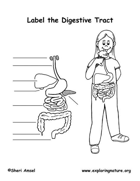 Miranda Lambert Buzz Digestive System Diagram Quiz