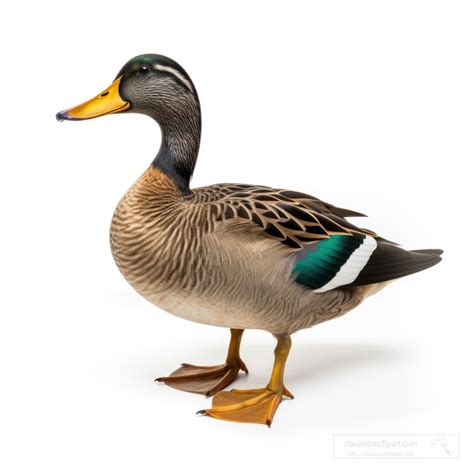mallard white background