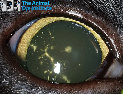 What you need to know about feline herpes virus