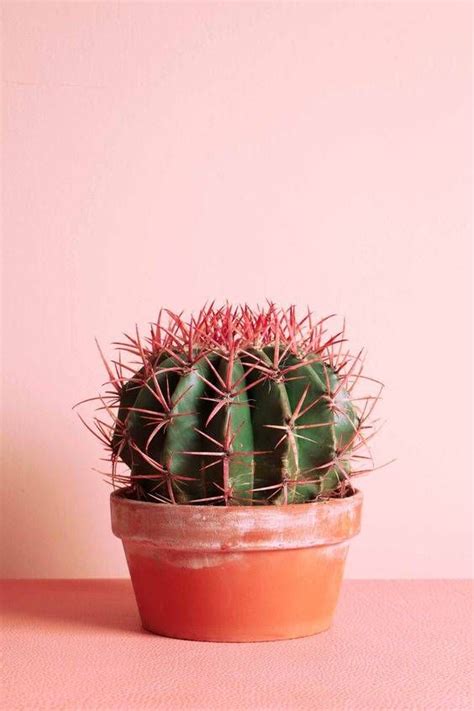 10 cosas que no sabías de los cactus Flor de cactus Fotos de cactus