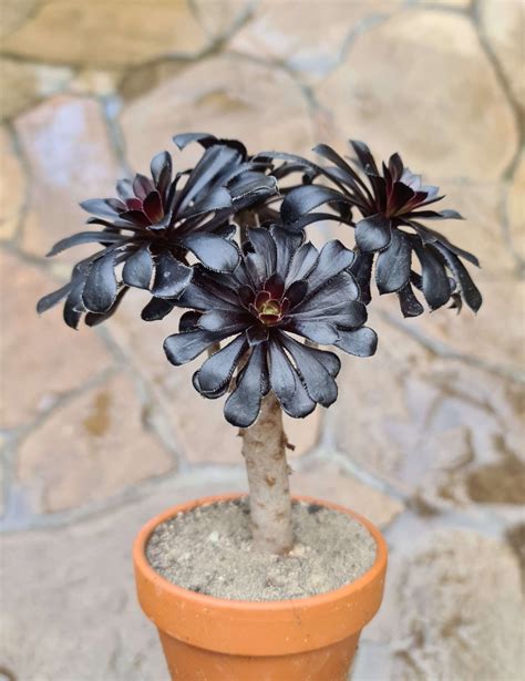 Aeonium Arboreum Atropurpureum