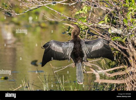 Anhinga Or American Darter Anhinga Anhinga Drying Its Wings In The