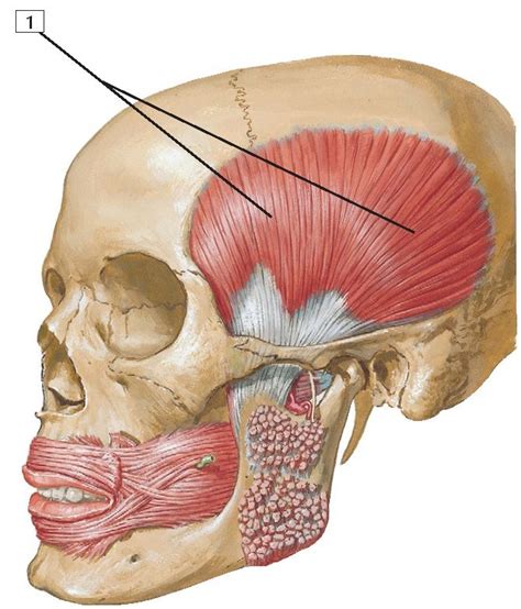 Temporalis Muscle Anatomy Anatomy Muscle Anatomy Flashcards