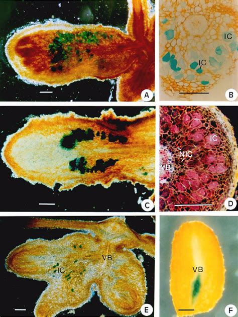 A F Histochemical Analysis Of Glucuronidase Gus Activity Of The