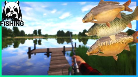 Trophy Carp Fishing On Amber Lake With Constant Biterate Hot Spot